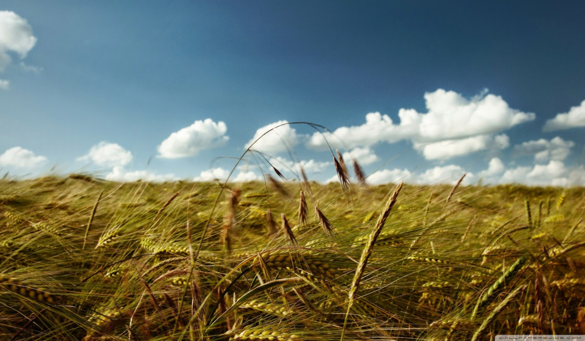 campo di grano